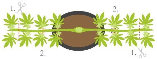 Mainlining, Czyli Metoda Uprawy Roślin Konopi Indyjskich, Uprawa Marihuany