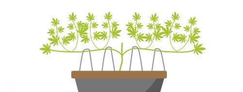 Mainlining, Czyli Metoda Uprawy Roślin Konopi Indyjskich, Uprawa Marihuany
